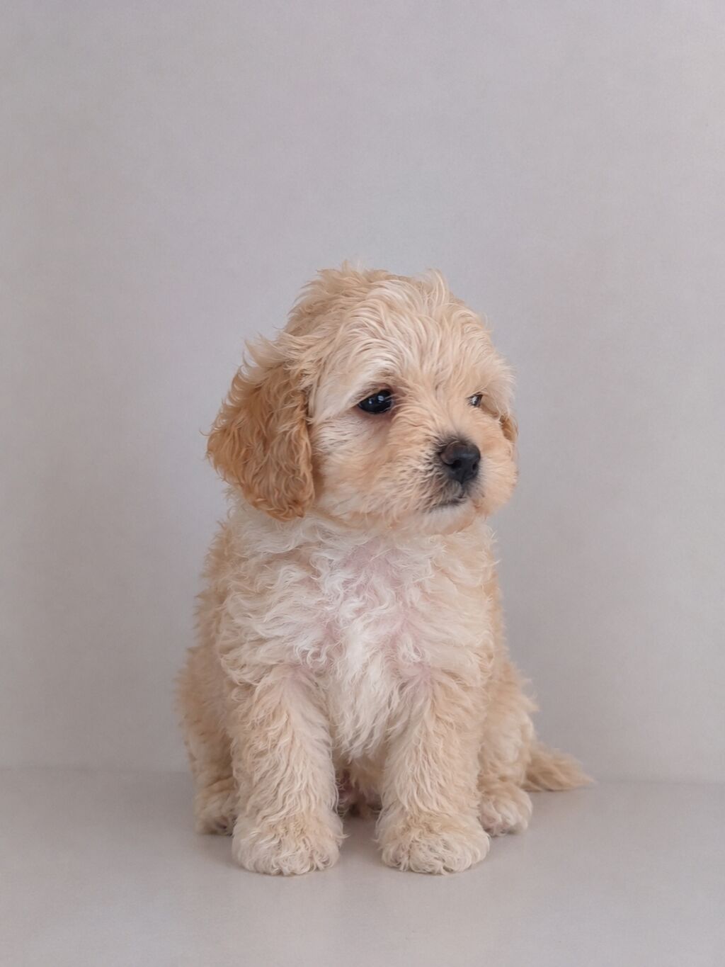 Mini ölçülü, krem rəng tonlarında, qıvırcıq tüklü balaca Maltipoo F1 — Köpəklər, Digah (3)