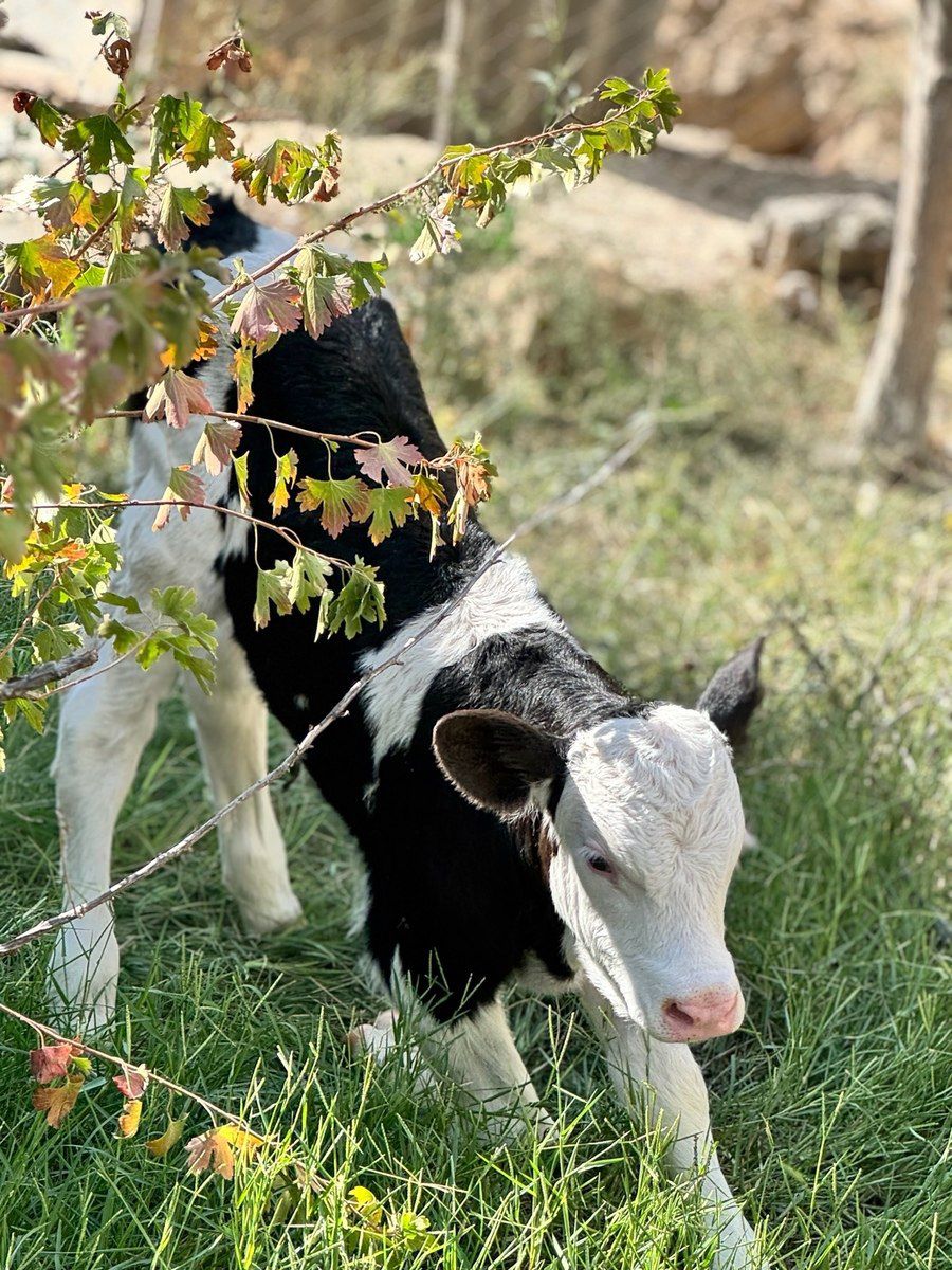 Simmental buzov — Kənd təsərrüfatı heyvanları, Sumqayıt (3)