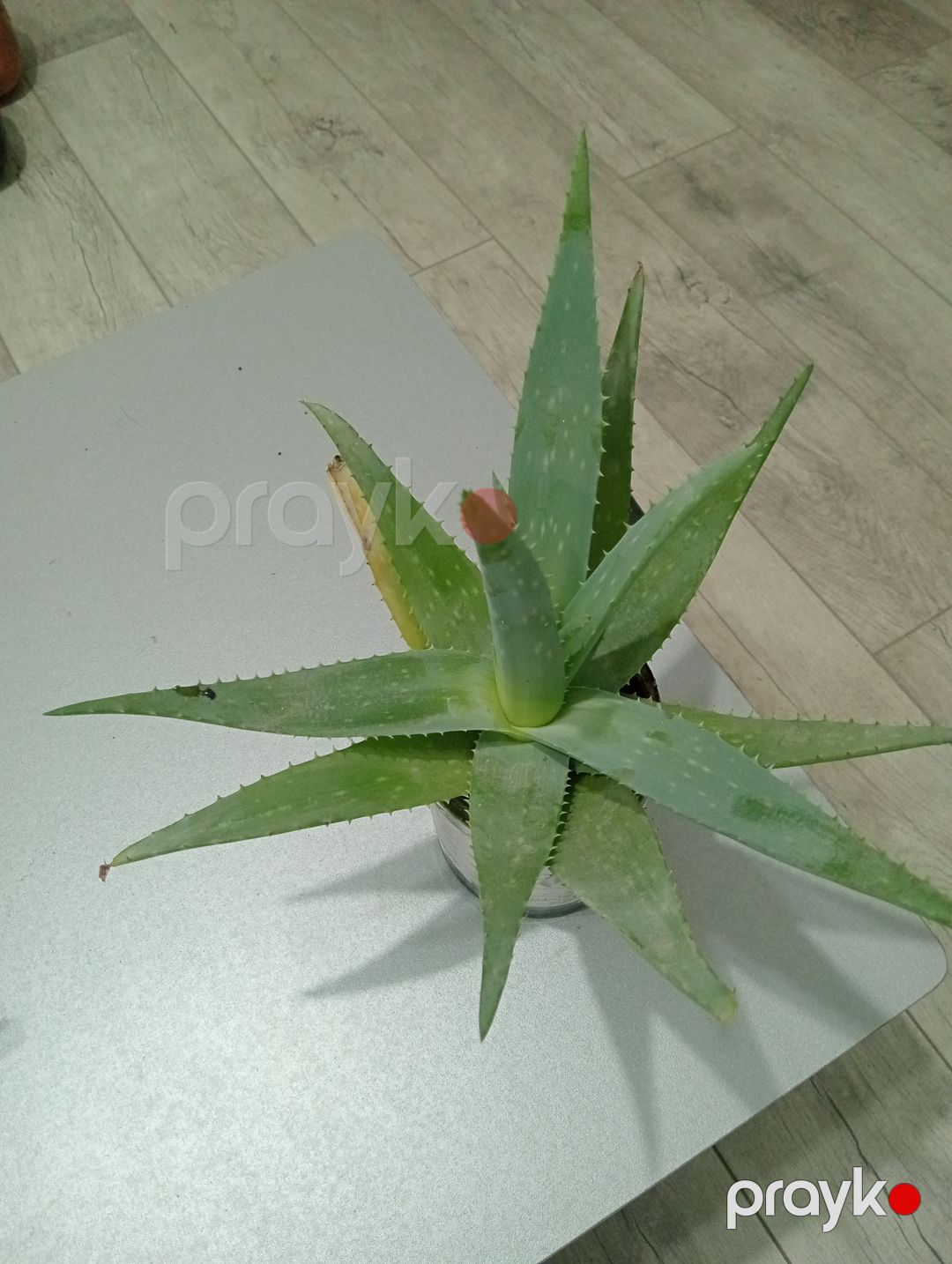 Bitki aloe — Digər, Bakı (2)