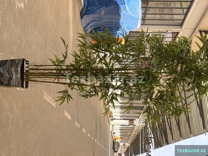 Green Layn — Ev malları, Bakı (3)