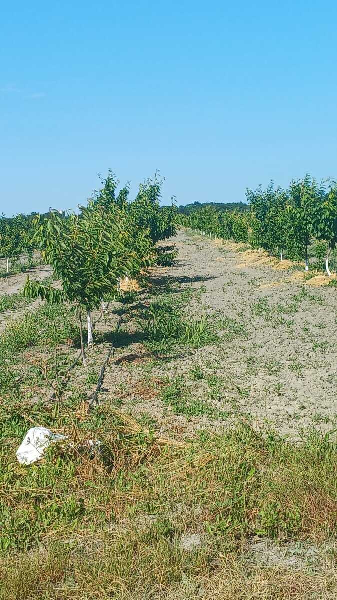 Satılır torpaq 450 sot — Torpaq, Xudat (3)