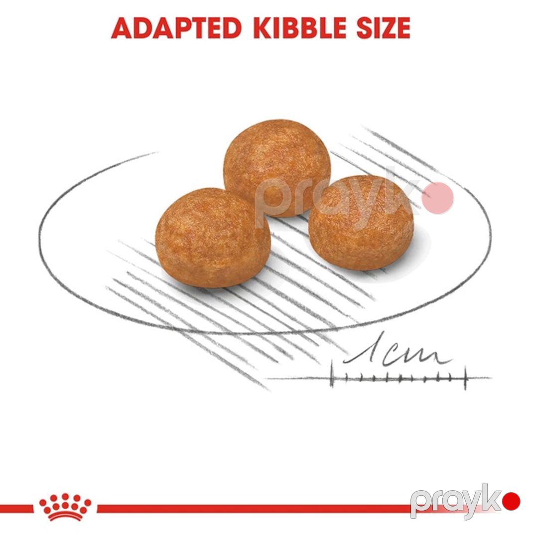 Quru yem Royal Canin Adult X-Small, çox kiçik cins itlər üçün, 500 q — Mallar, Bakı (2)