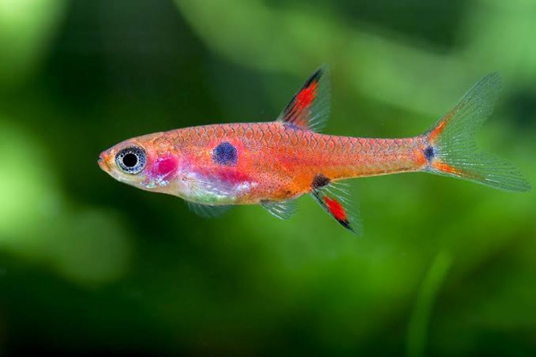 Cırtdan Rasbora Maculatus — Akvariumlar və balıqlar, Bakı (3)