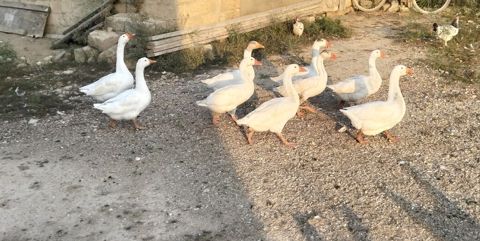 Linda qazı. ünvan Ramana sovxoz. tək də satılır — Digah