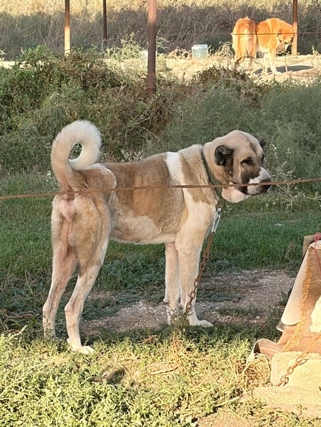 Qurdbasar, 3 il, Erkək, Peyvəndli, Rayonlara çatdırılma — Köpəklər, Mehdiabad (5)