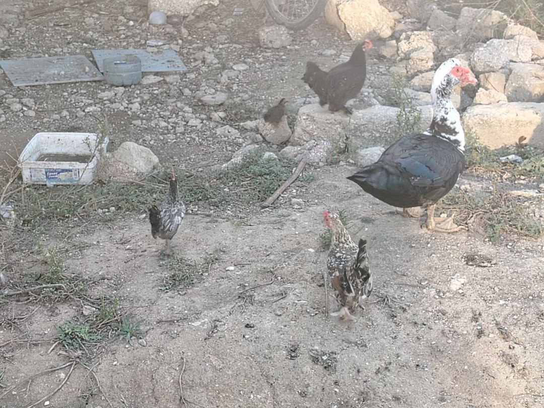 Yaponka toyuq və ördək — Quşlar, Bakı (3)