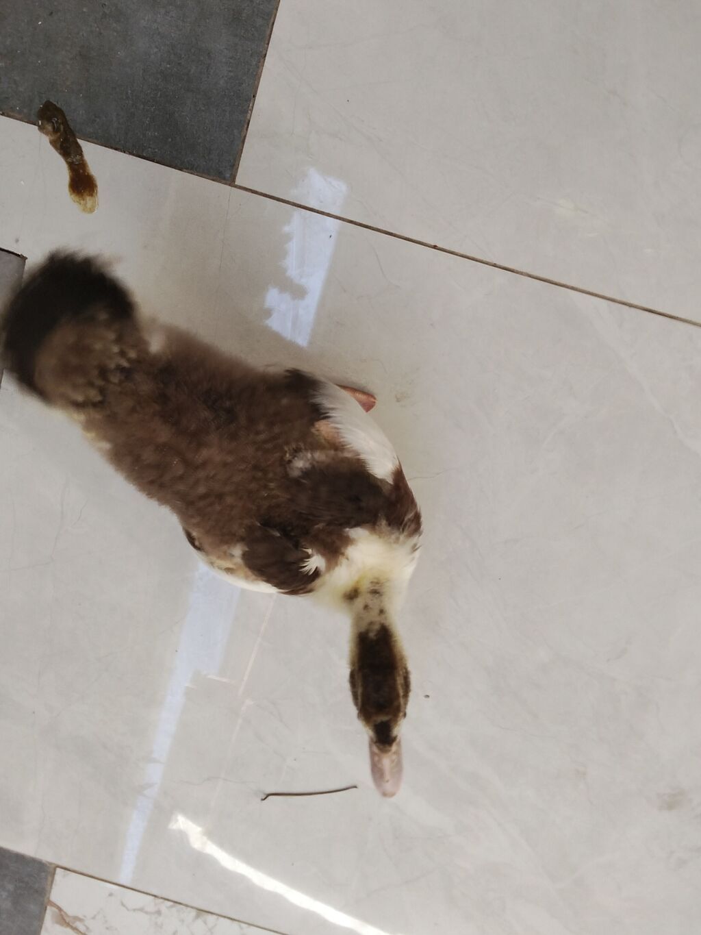 Salam balaca olanda uşaqçün almışdım.Şəraitim yoxdu satıram və ya — Digərləri, Bakı (4)