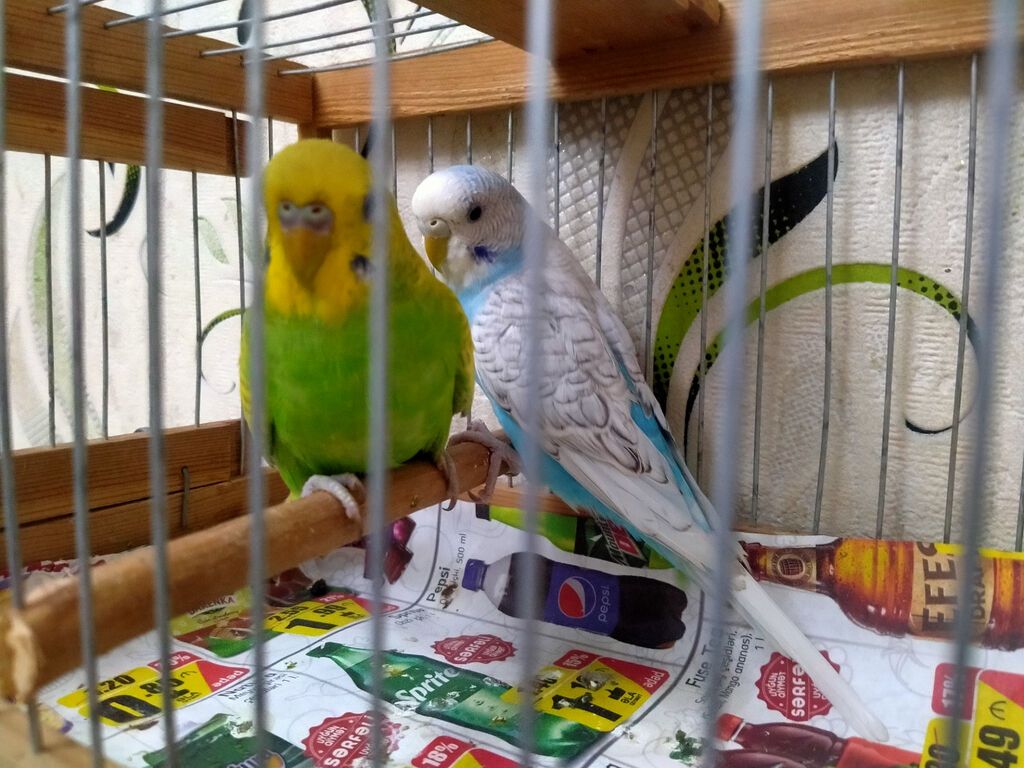 Salam Saglam,aktiv,hazir cut spengeller satilir. Temiz qan,orijinal — Tutyun papağayı, Bakı (6)