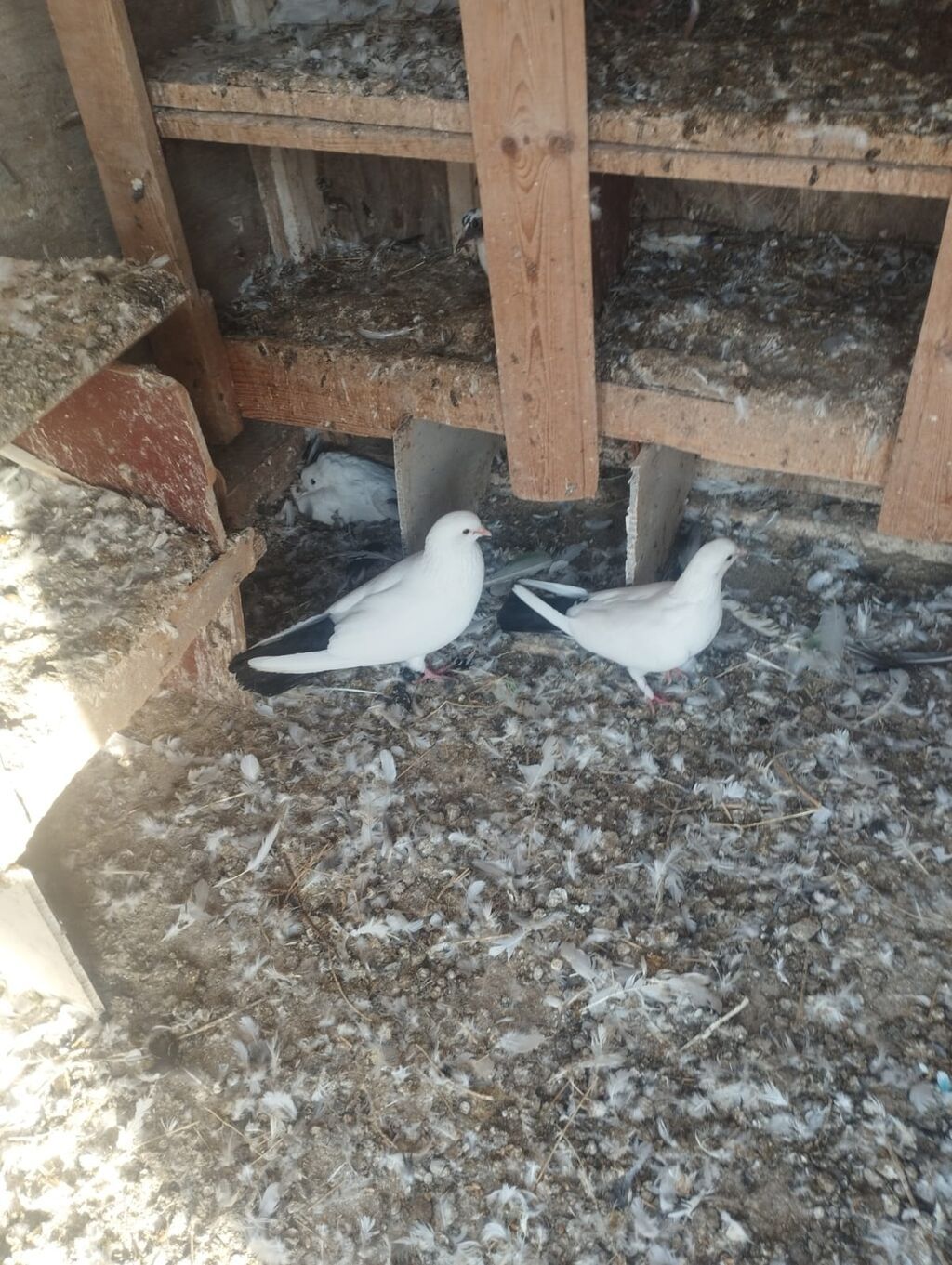 Saglam quşlar aşaqı yeri var - Rəng: əsasən qar kimi ağ bədən, qara — Göyərçin, Sumqayıt (2)