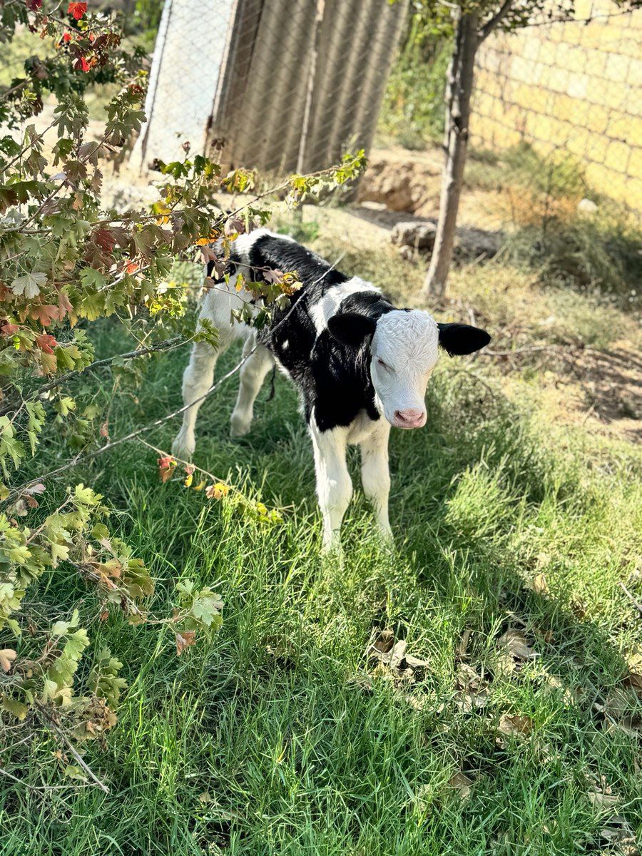 Simmental buzov — Kənd təsərrüfatı heyvanları, Sumqayıt (4)