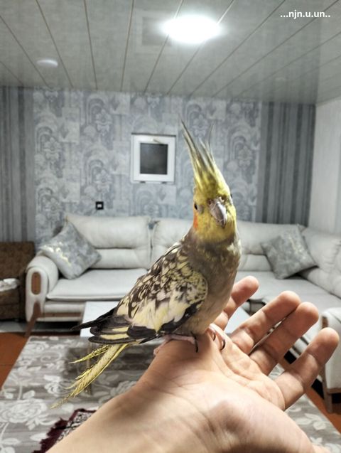 Nymph paraket (cockatiel) – əl öyrəşmiş, ev mühitinə uyğun — Bakı