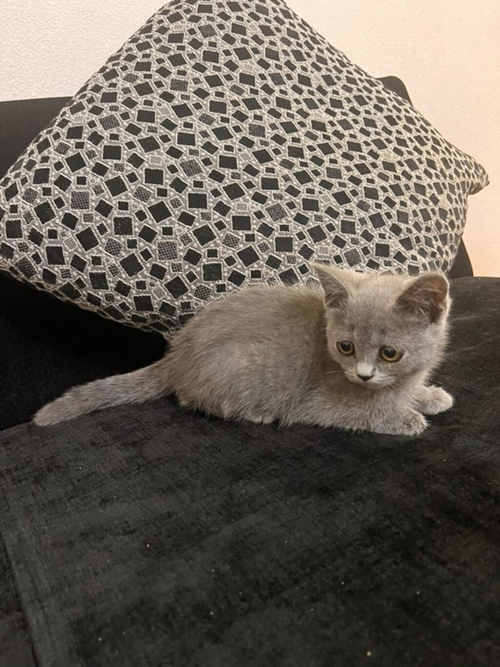 Şotland, Dişi, Yaxşı əllərə, Ödənişli çatdırılma — Pişiklər, Bakı (2)