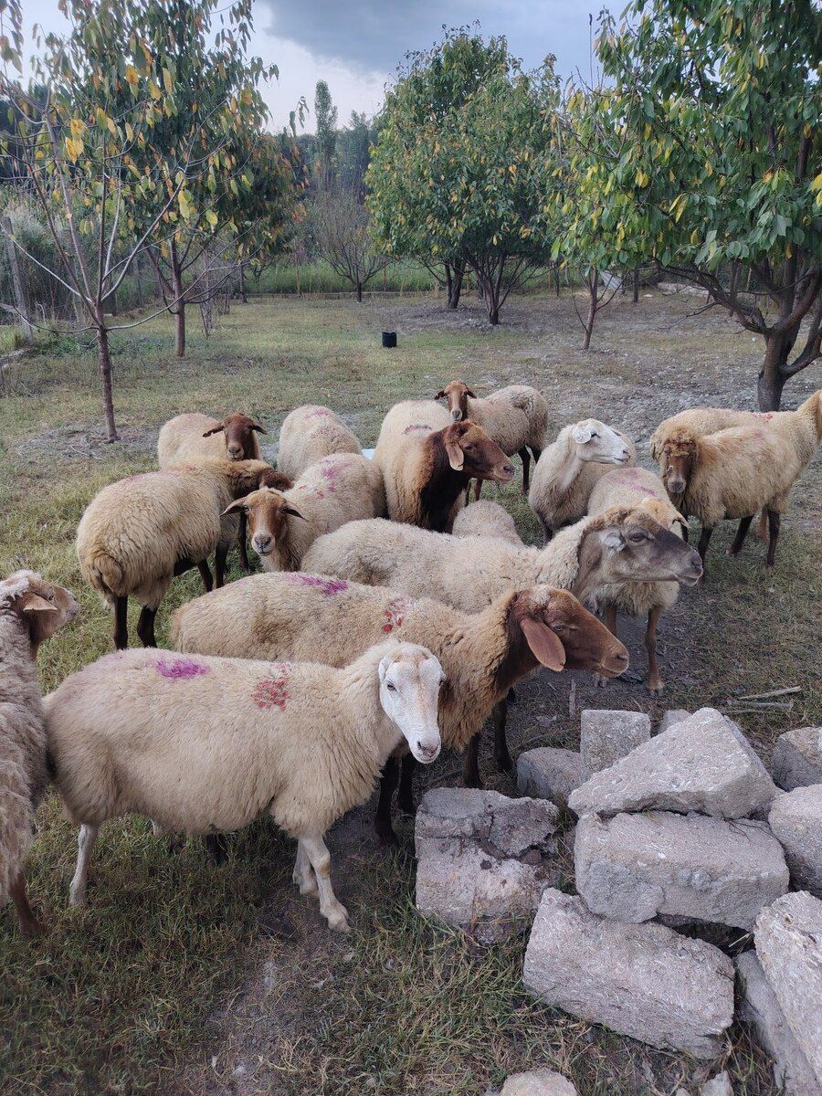 Boğaz qoyunlar — Kənd təsərrüfatı heyvanları, Xaçmaz (3)