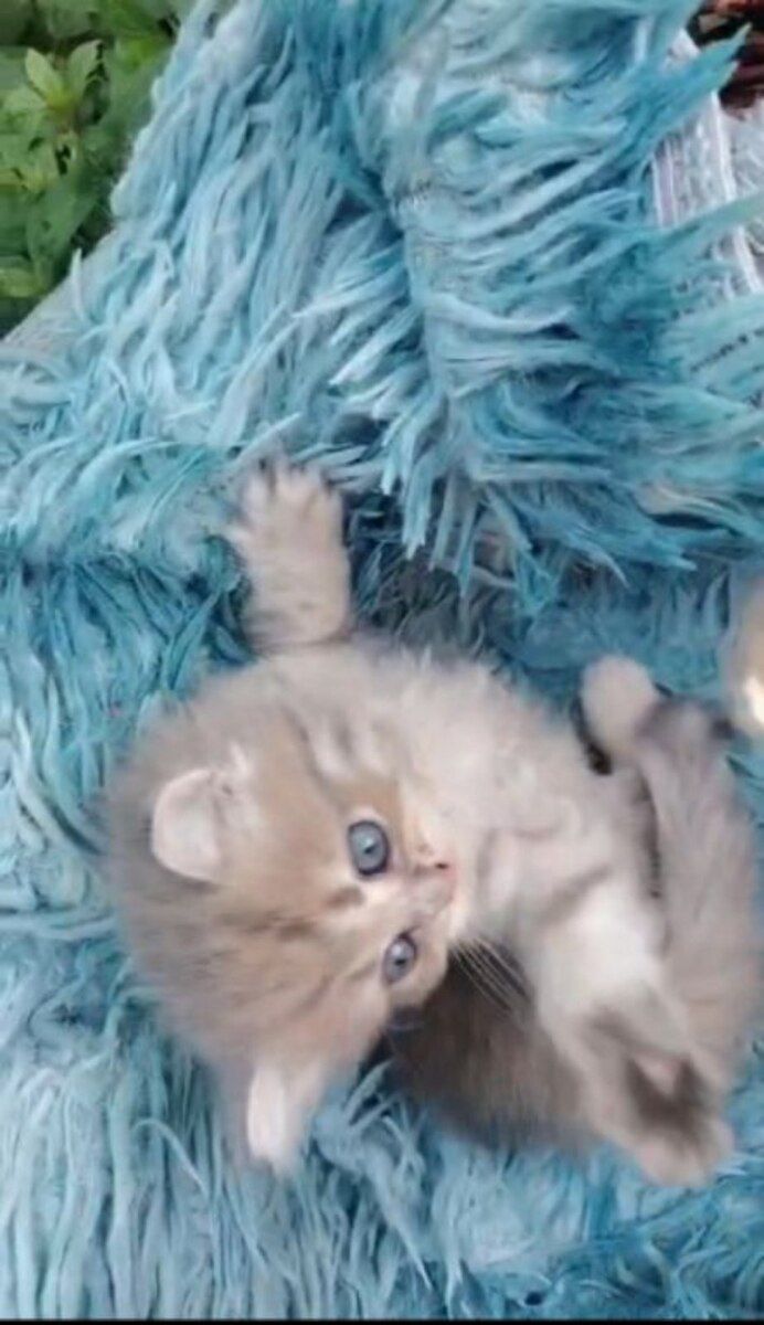 Британский длинношёрстный котёнок — Pişiklər, Bakı (8)