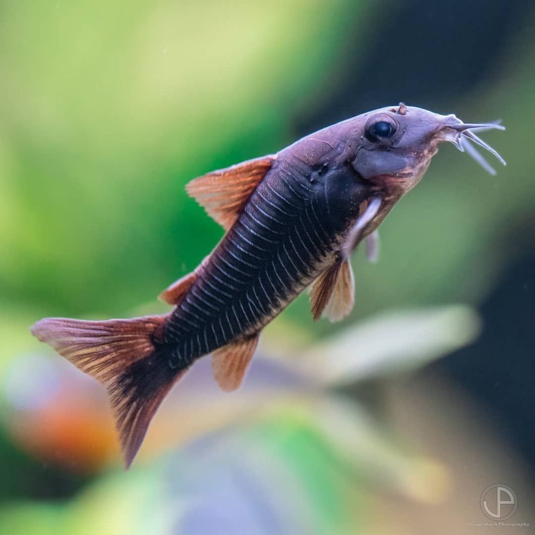 Koridoras Venezuella Black — Akvariumlar və balıqlar, Bakı