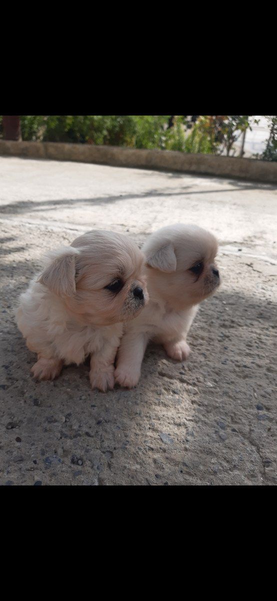 Pekines balası — Köpəklər, Bakı (3)