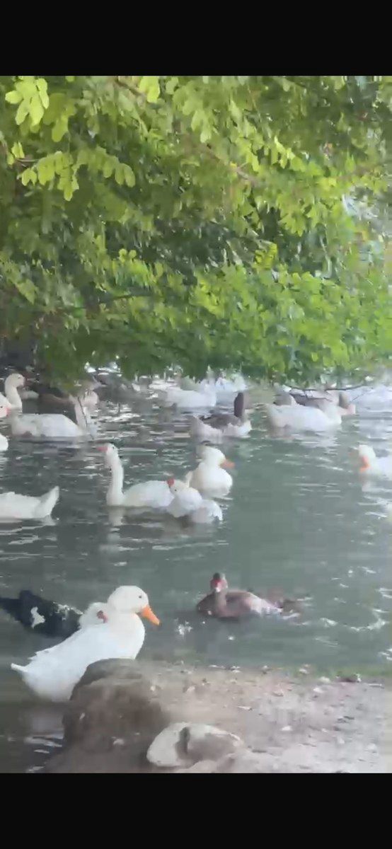 Pekin ördəyi və qazı — Quşlar, Oğuz (4)