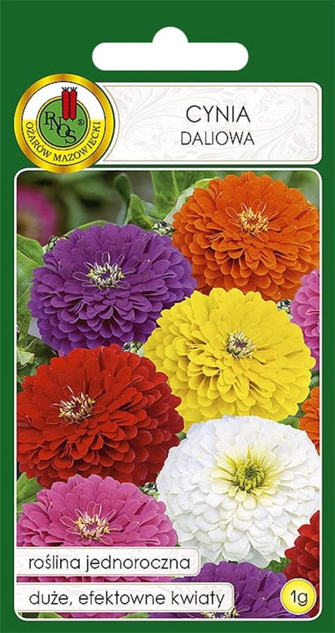Toxumlar Pnos Cynia Daliowa Qarışıq — Bakı