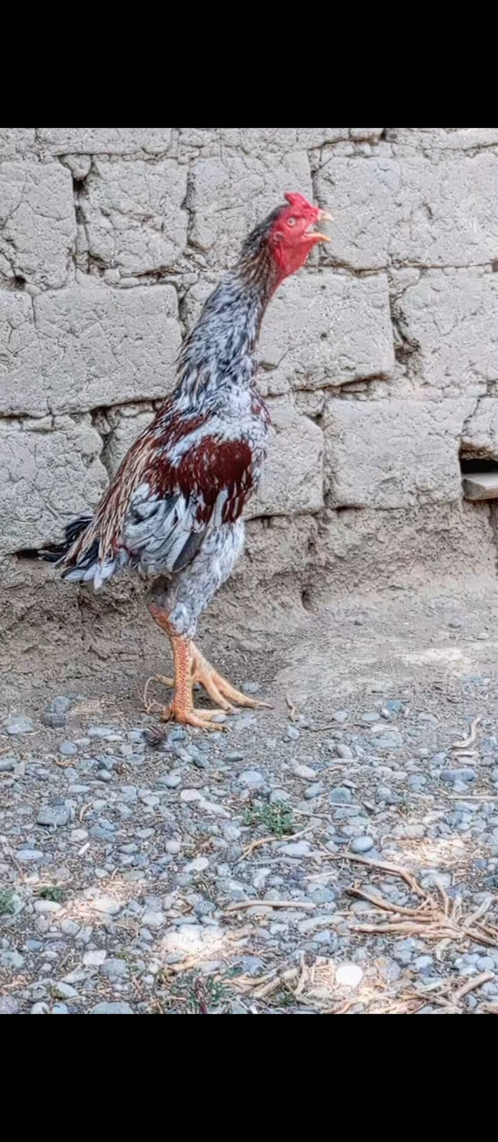 Ağır çekli iti mahmiz — Toyuq və xoruz, Digah