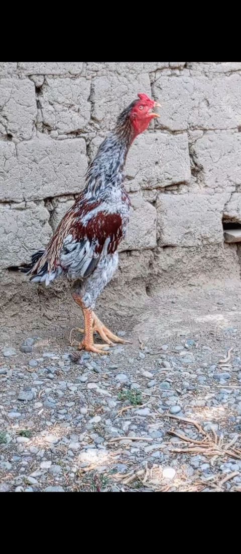 Ağır çekli iti mahmiz — Digah
