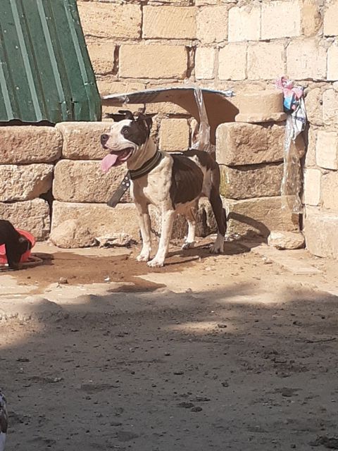 Pitbul — Bakı