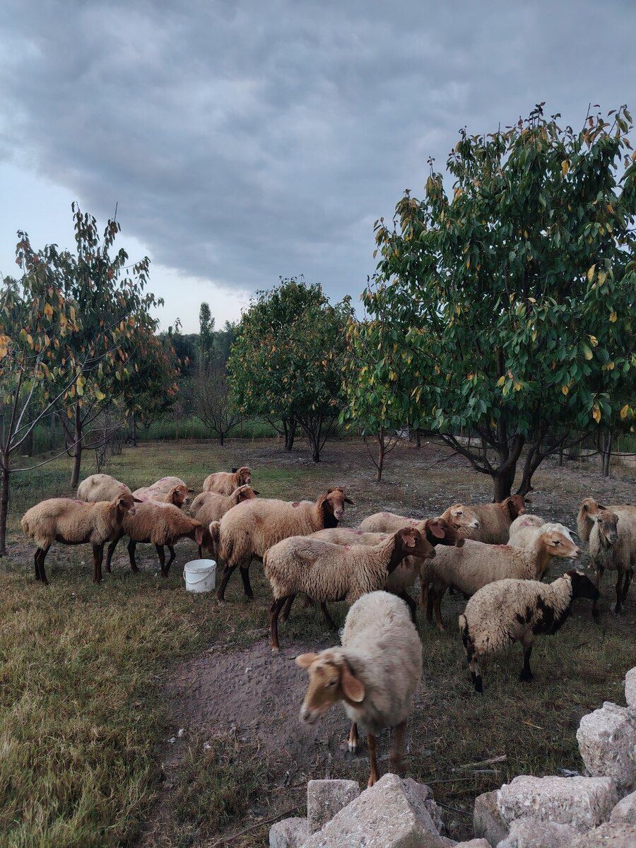 Boğaz qoyunlar — Kənd təsərrüfatı heyvanları, Xaçmaz (2)
