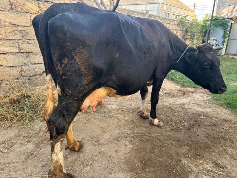 Ala qara cins heyvandi. 6 ayliq boğazdı. 15 litr süd verir indi — Bakı