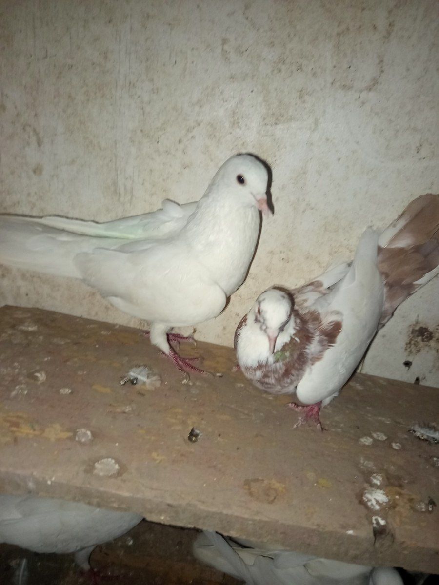 Göyərçinlər — Quşlar, Cəlilabad (4)