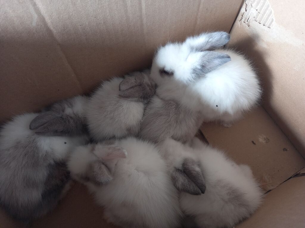 Məhsul: Angora tipli tüklü dovşan balaları Təsvir: - Qarlı-ağ və boz — Dovşanlar, Xırdalan (3)