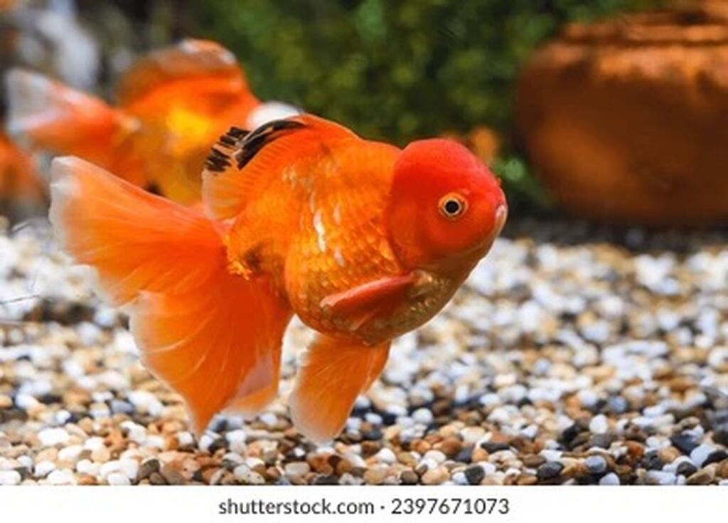 Oranda, Sülhsevər — Akvariumlar və balıqlar, Bakı (3)