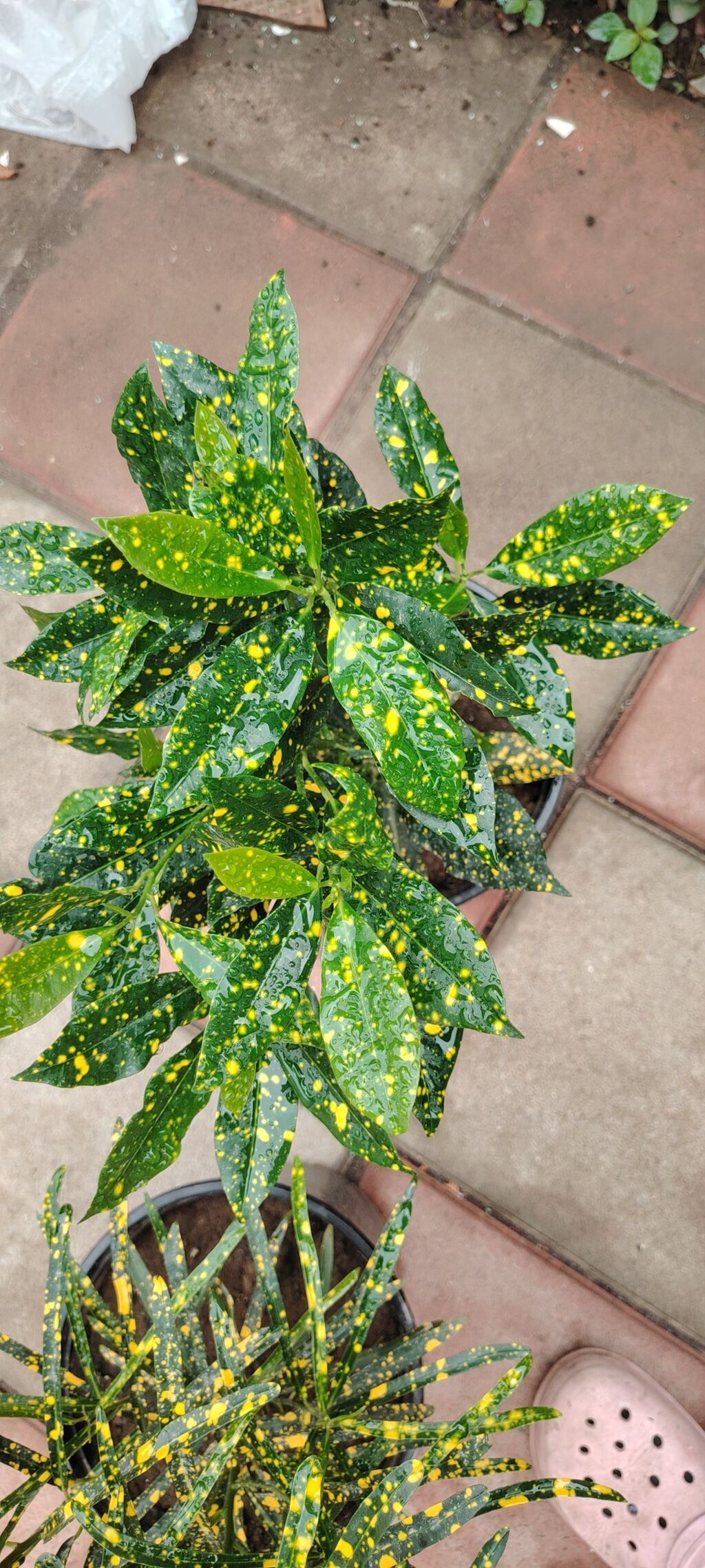 Məhsul: Kroton (Codiaeum variegatum) – “Gold Dust”/“Gold Star” — Qapı bitkələri, Bakı