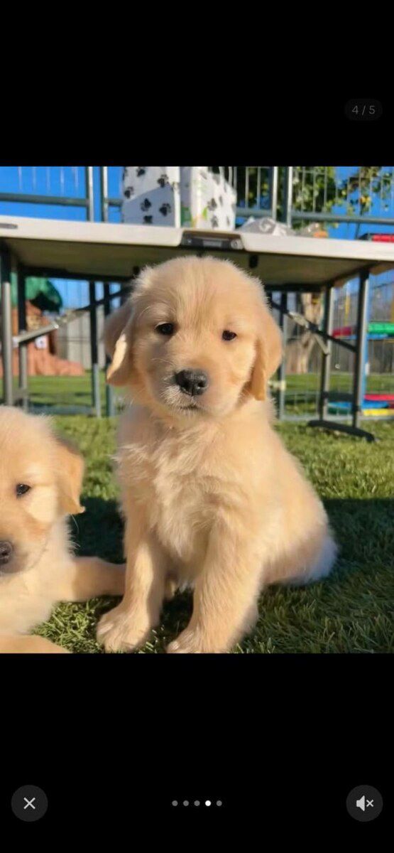 Labrador Retriver balaları — Köpəklər, Bakı (4)
