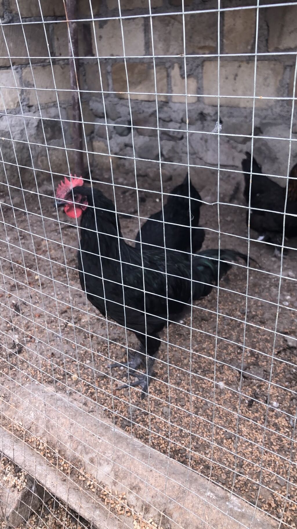 Avistralol sortu — Toyuq və xoruz, Gəncə (2)
