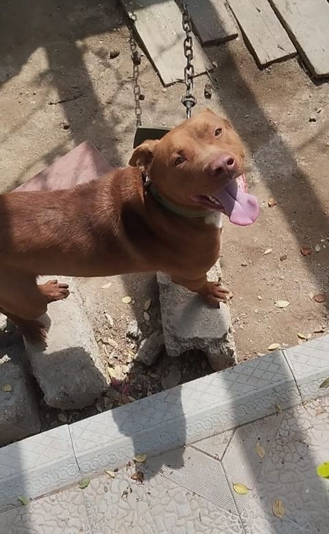 Pitbul — Bakı