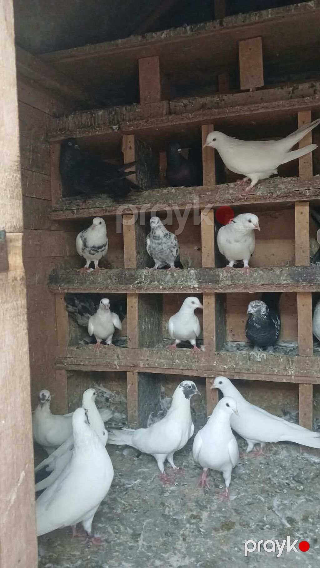 Yuva qarşig gəl apar - Növ: dekorativ/ev göyərçinləri (ağ, qara — Kunalar, Masazır (3)
