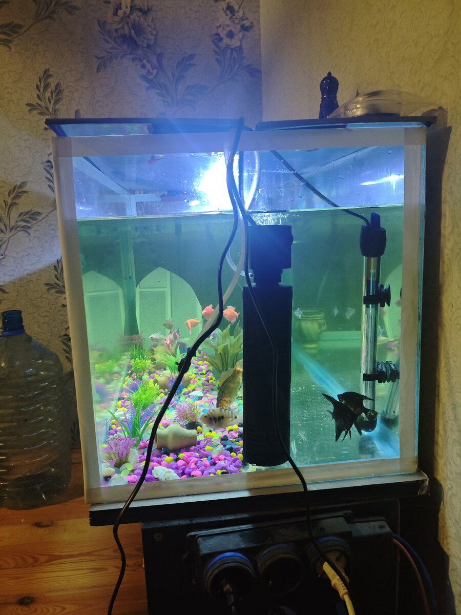 Akvarium — Akvariumlar və balıqlar, Bakı (3)
