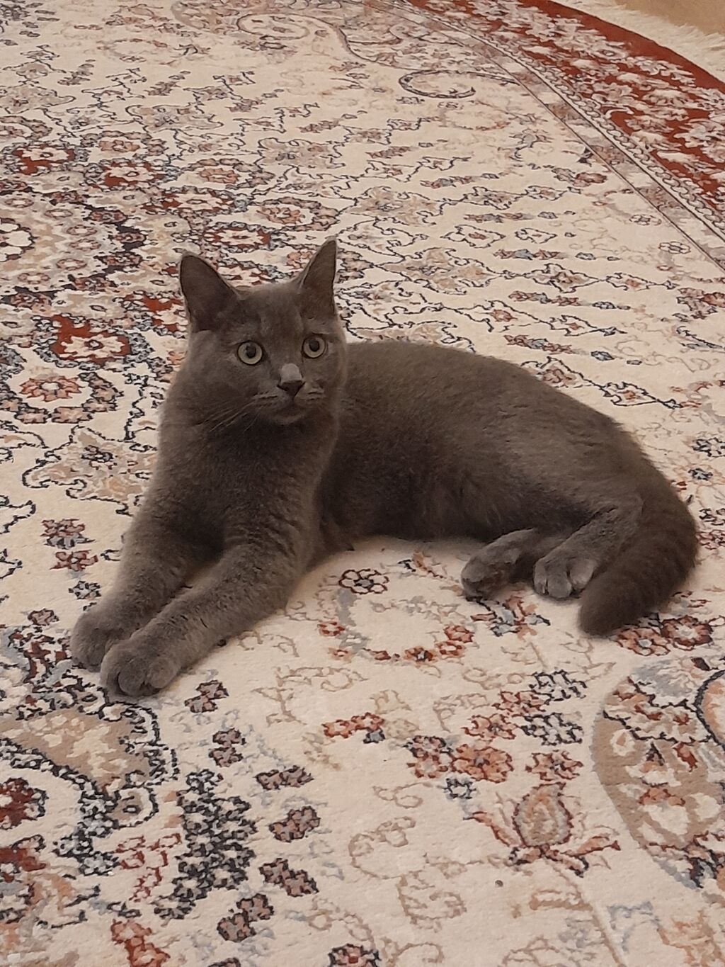 Şotlan cinsi4ayliq boz pisik.qiymeti 80manat.xarice kocuruk deye — Pişiklər, Bakı
