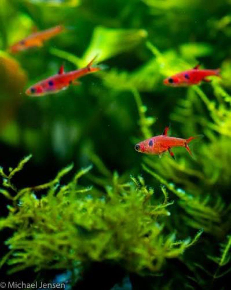 Cırtdan Rasbora Maculatus — Akvariumlar və balıqlar, Bakı (2)