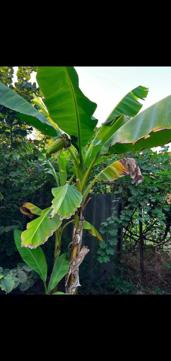 Banan ağacı — Bitkilər, Sabirabad (3)
