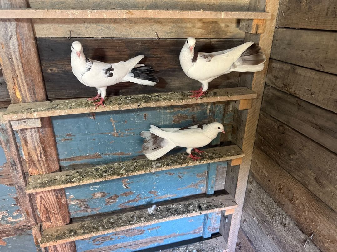 Göyərçin — Quşlar, Bakı (2)