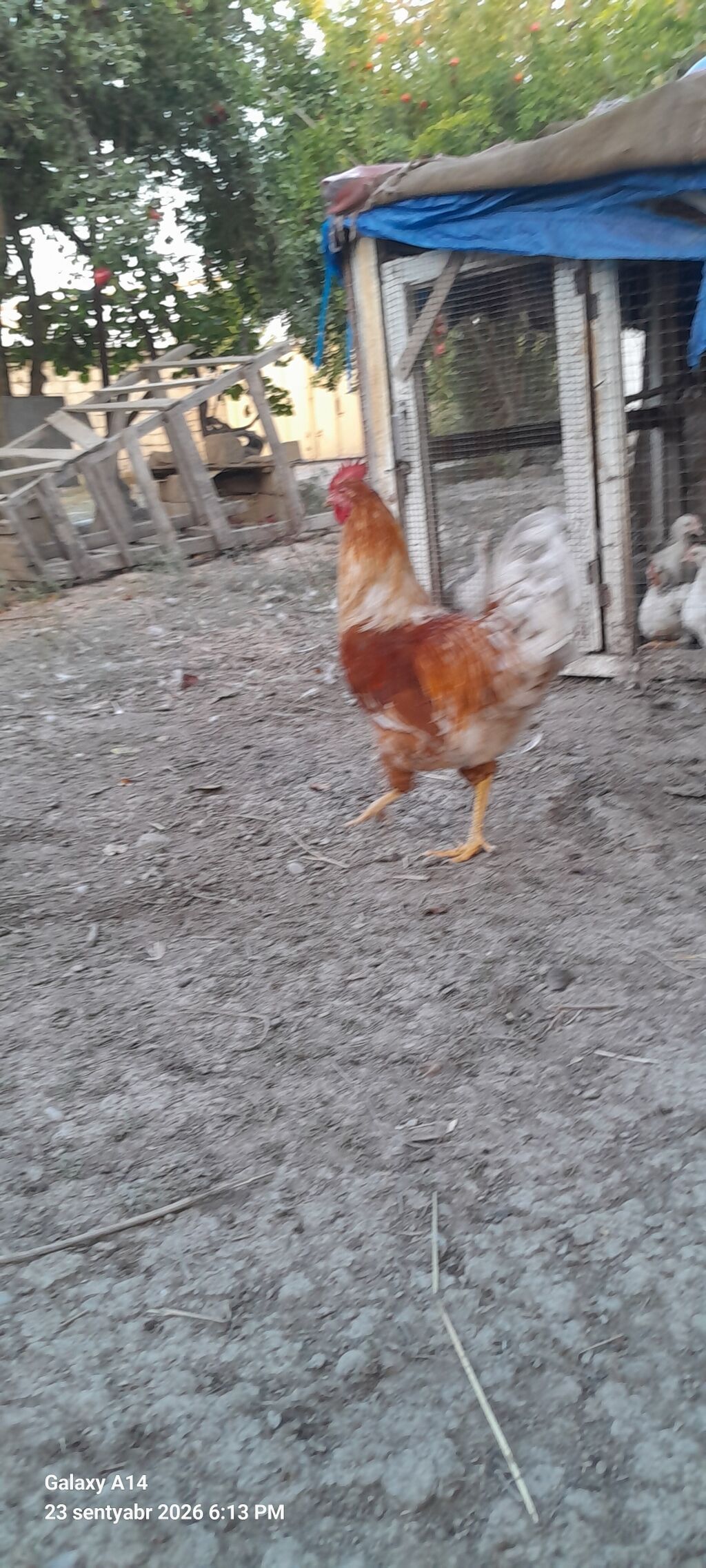 Salam aleykum Lohman braun Xoruzu satılır 5aylığ təmiz qan sağlam — Toyuq və xoruz, Neftçala