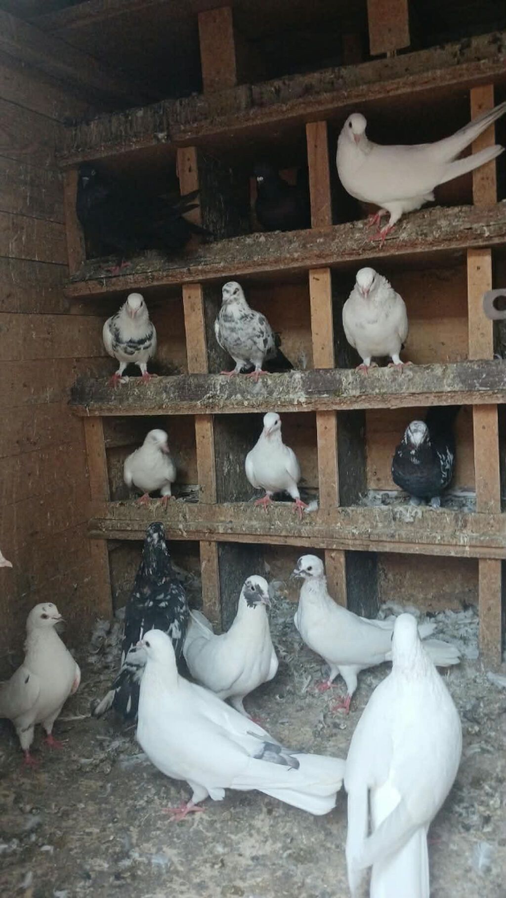 Salam qiymətdə razılaşma olacağ xaricə getdiyim üçün təcilli satılır — Göyərçin, Bakı (5)