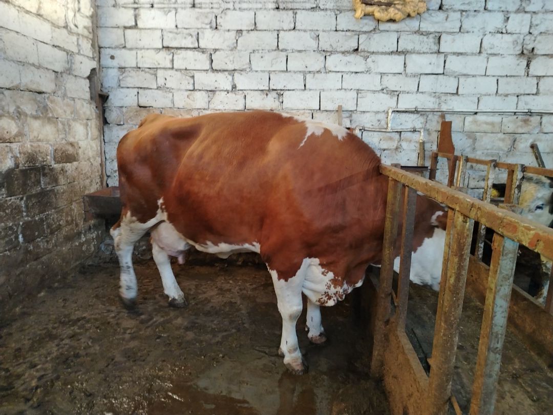İnək — Kənd təsərrüfatı heyvanları, Bakı