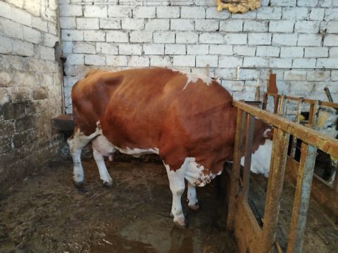 İnək — Bakı