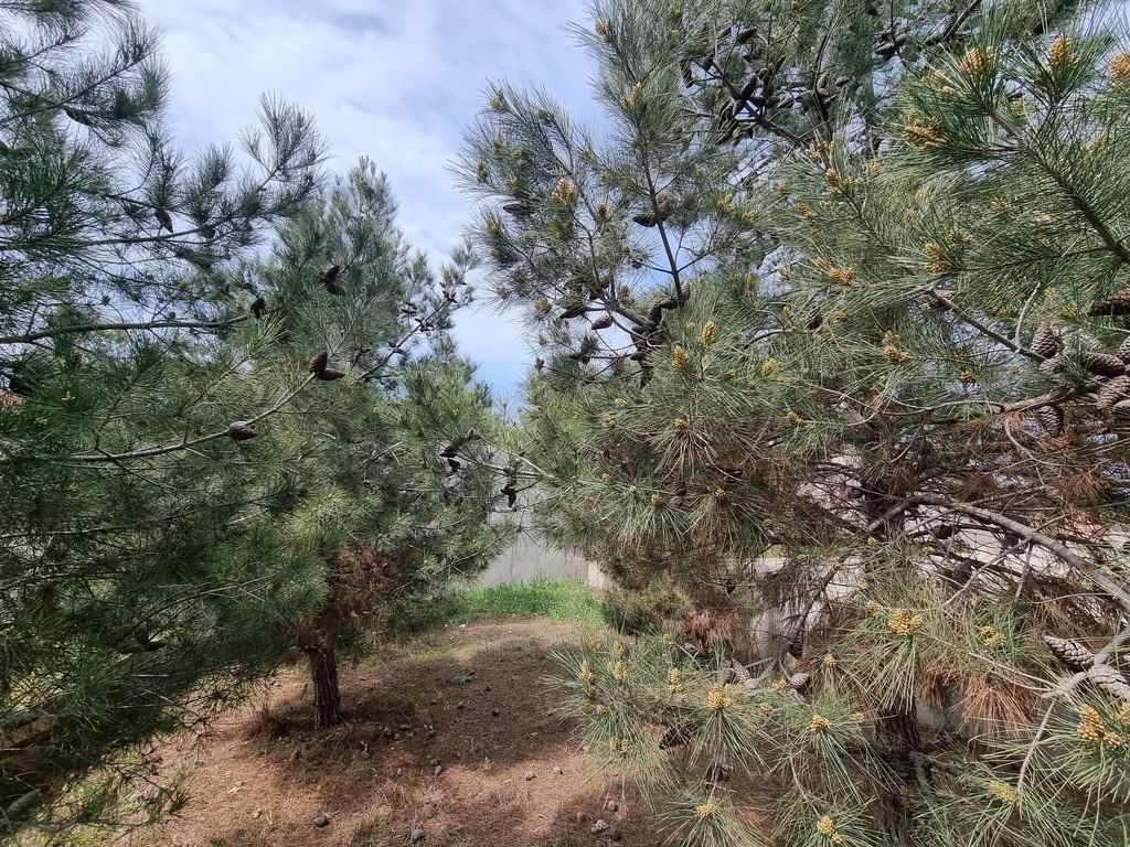 Satılır həyət evi/bağ evi 450 m² — Ev, villa, Bakı (4)