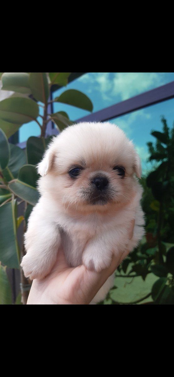 Pekines balası — Köpəklər, Bakı (2)
