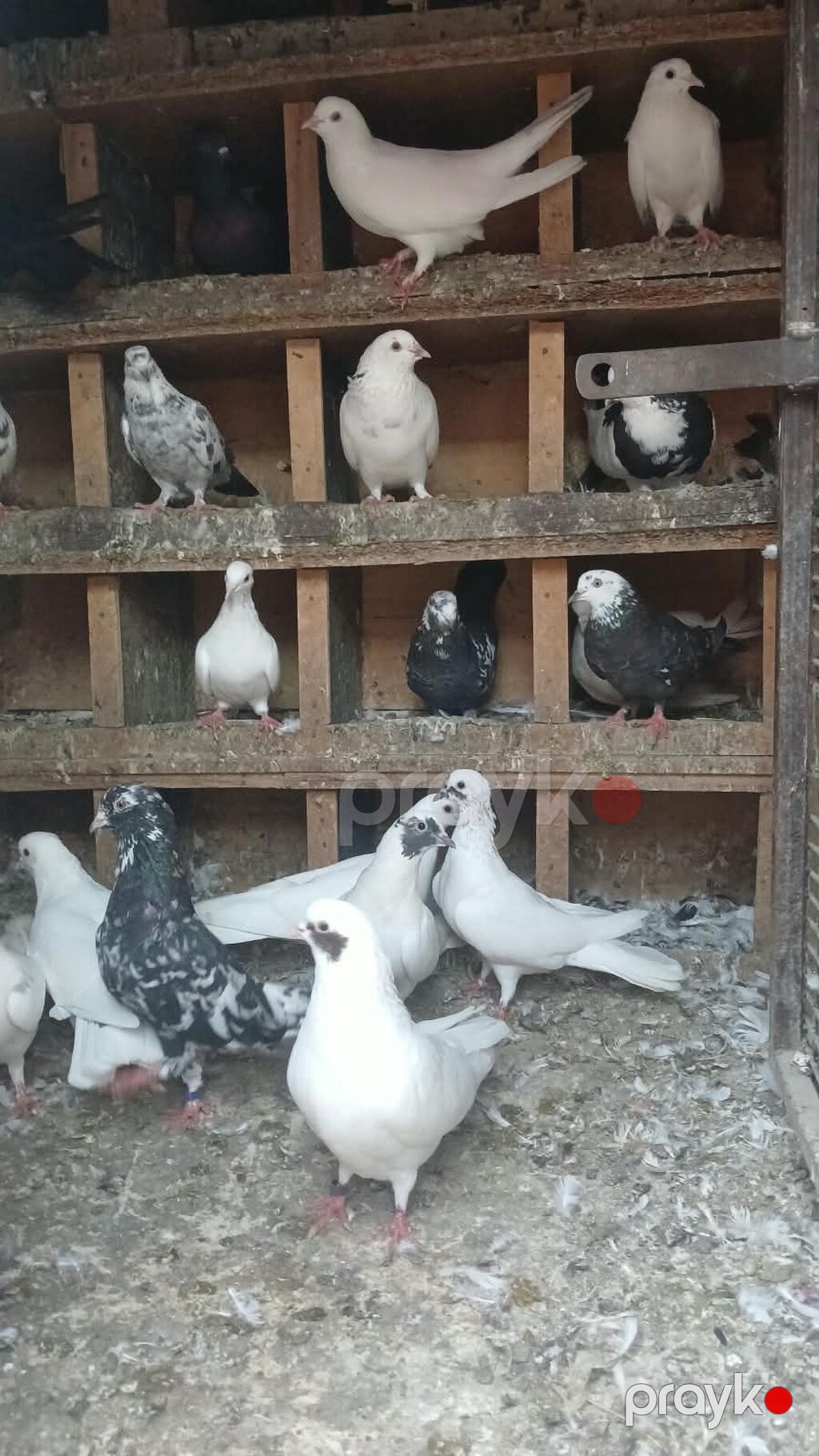 Yuva qarşig gəl apar - Növ: dekorativ/ev göyərçinləri (ağ, qara — Kunalar, Masazır (7)