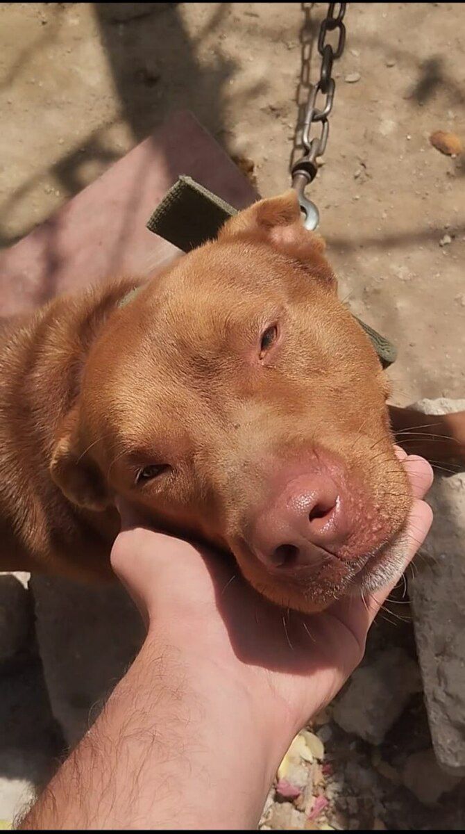 Pitbul — Köpəklər, Bakı (6)