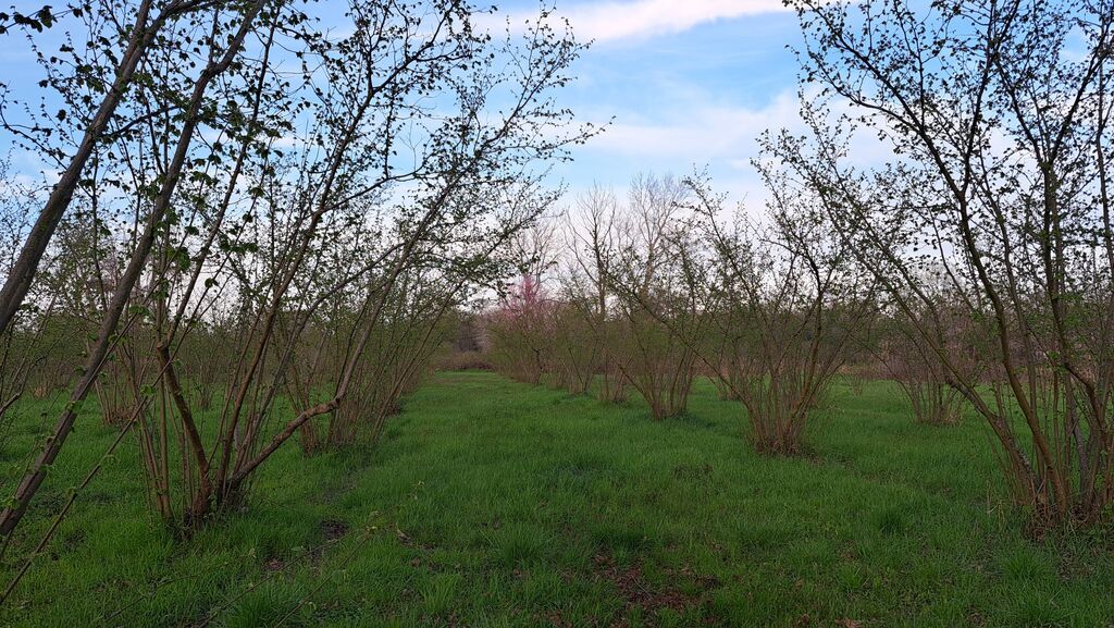 1 sot, Kənd təsərrüfatı, Kupça (Çıxarış) — Torpaq, Laçın (2)