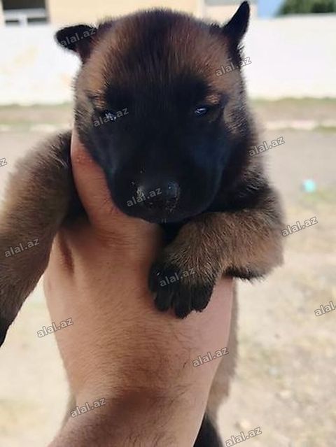 Belçika çoban iti, 1 ay, Erkək, Peyvəndli, Ünvandan götürmə, Pulsuz çatdırılma — Bakı